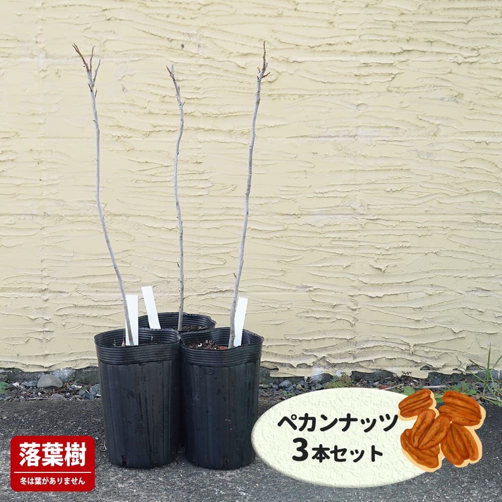 お得な3本セット ペカンナッツ （ピーカンナッツ） 2年生実生苗 : 苗木