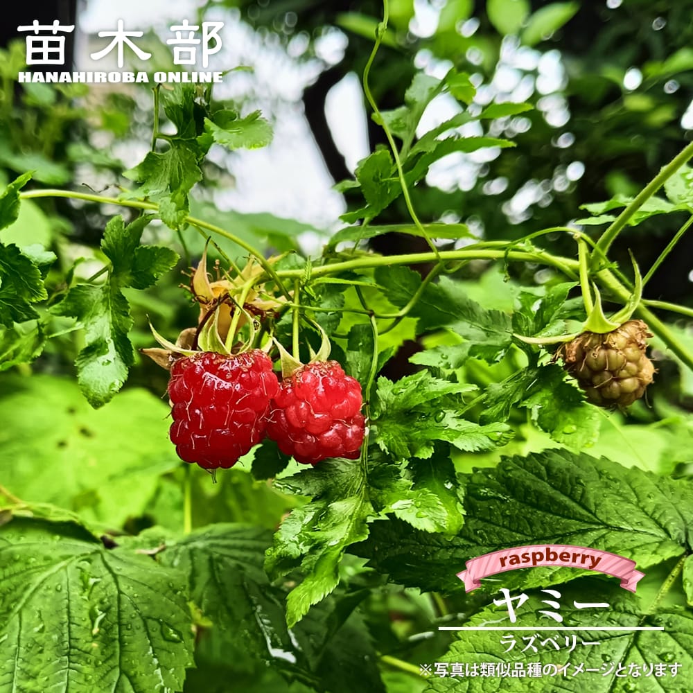 ヤミー ラズベリー 4号ポット苗 : 苗木部 花ひろばオンライン - 通販