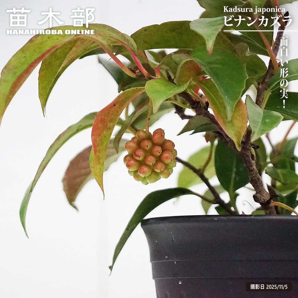 ビナンカズラ （美男かずら） 5号黒鉢植え : 苗木部 花ひろば