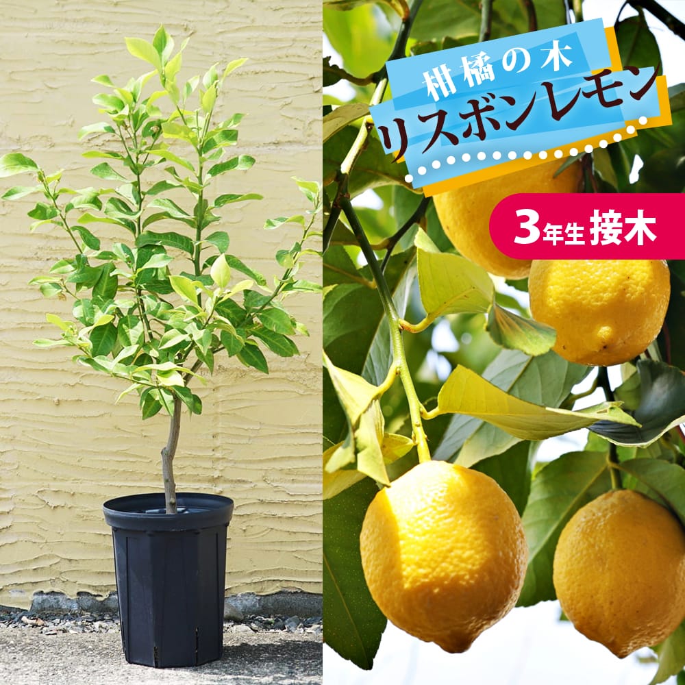 寒さに強いレモンの木 鉢植え リスボンレモン 3年生接木大苗 7号