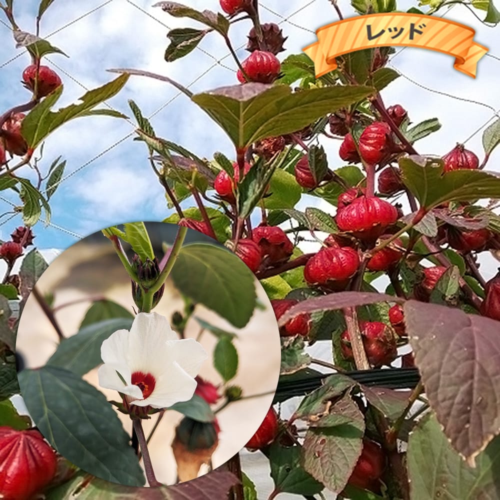 ローゼル 苗 ハイビスカスティーの原料 3号ポット苗 愛知県産 予約販売
