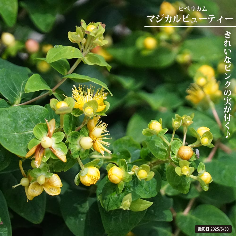 ヒペリカム　苗 楽天市場】ヒペリカム 苗（ガーデニング・農業｜花・ガーデン・DIY）の通販