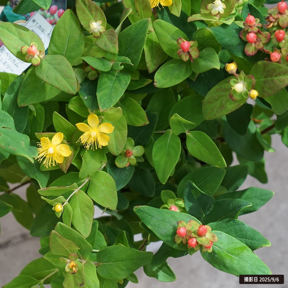 キンシバイ ヒペリカム ジュエリー ピンク実 5号ポット苗 : 苗木部 花