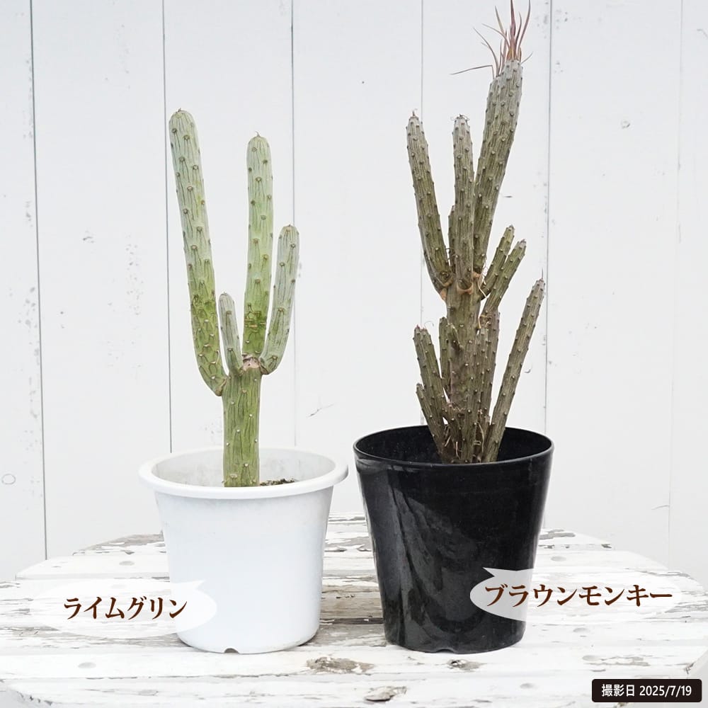 セネシオクレイニア ライムグリン （モンキーツリー）4号鉢苗 爆買い