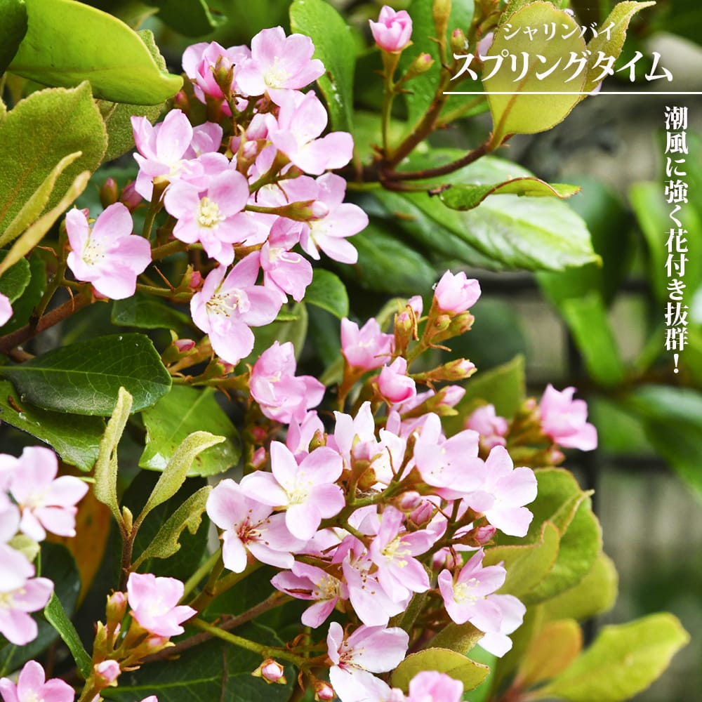 シャリンバイ スプリングタイム 5号ポット苗 : 苗木部 花ひろば