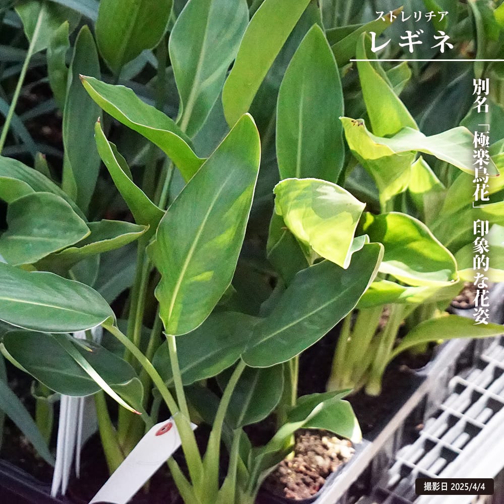 ストレリチア（ストレチア） レギネ 5号ポット苗 : 苗木部 花ひろば