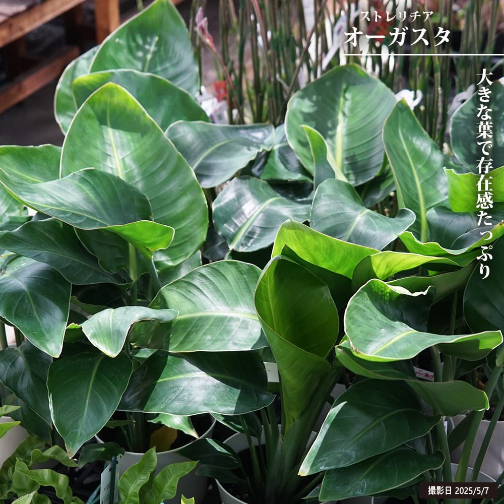 ストレリチア（ストレチア） オーガスタ 6号白鉢植え : 苗木部 花