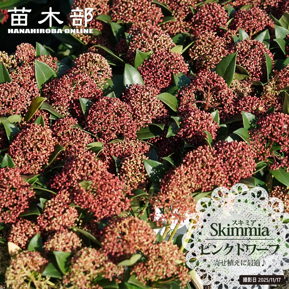 人気完売品KISHIDAMIKIキシダミキハーフビスチェフラワー美品litmus 人気完売品KISHIDAMIKIキシダミキハーフビスチェフラワー美品litmus