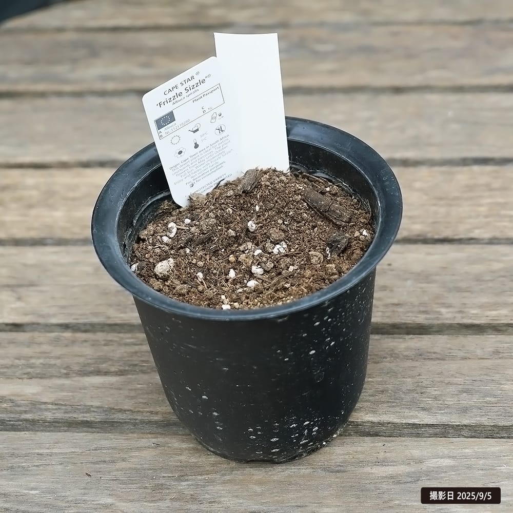 幹立　プヤ　アルペストリス　4頭　10号鉢 楽天市場】【現品】プヤ・アルペストリス 12号鉢植え【産直】 : 千草園芸