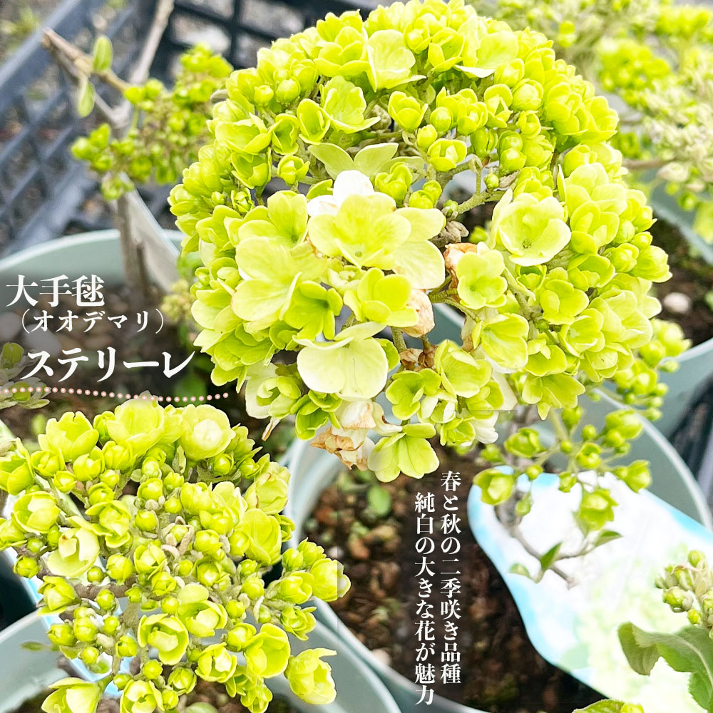 ②*ஐ真っ白なブラシの様な花*:ஐテロペア・苗木【シェイディレディ