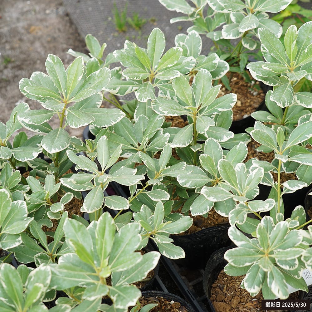 斑入りトベラ 5号ポット苗 爆買 : 苗木部 花ひろばオンライン - 通販