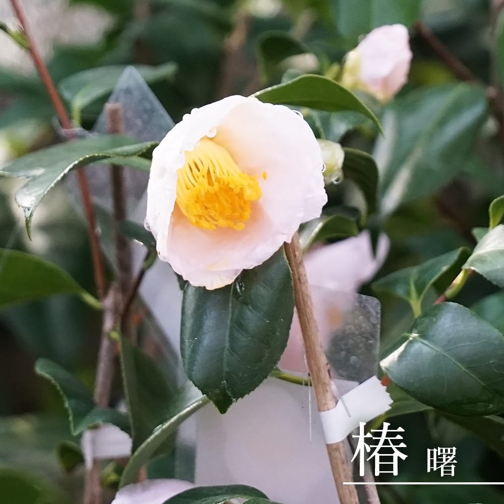 和バラ開花接木苗 椿 苗 曙 （あけぼの） 接木 白鉢植え 開花 12〜3月 : 苗木部 花ひろば