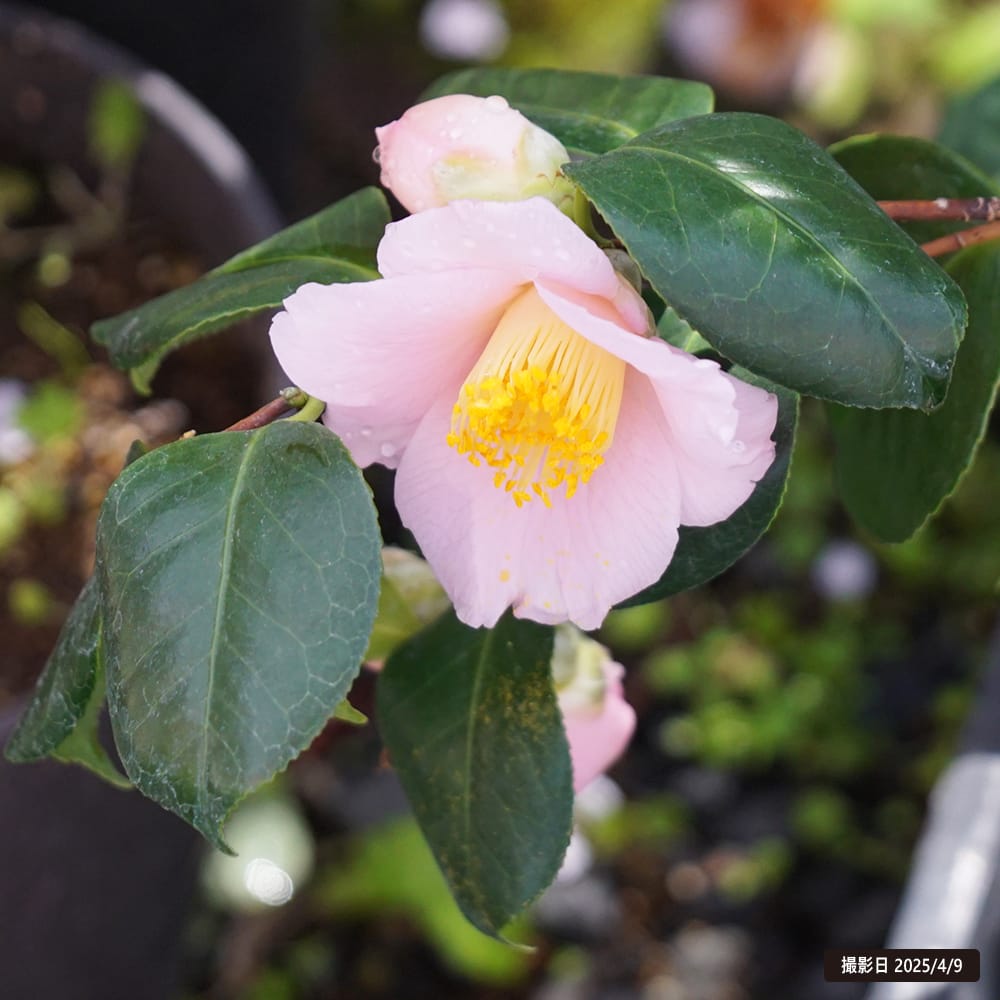 椿 苗 曙 （あけぼの） 接木 白鉢植え 開花 12〜3月 : 苗木部 花ひろば