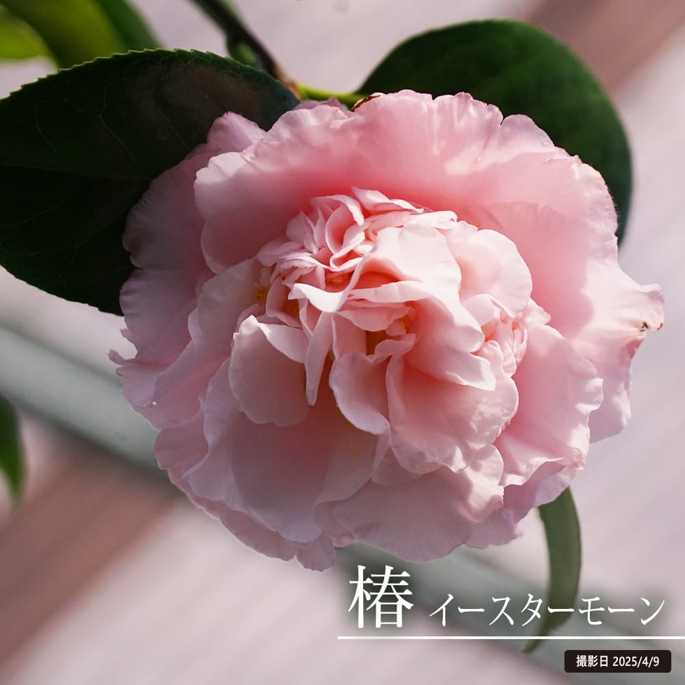 椿 (1966年) (日本の花シリーズ〈2〉)