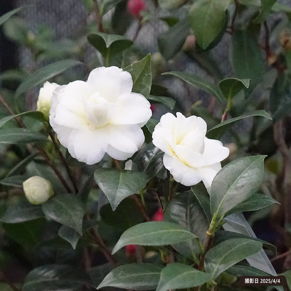 花芽付き 椿 苗 ダローネガ 接木 白鉢植え 開花 2〜4月 : 苗木部 花