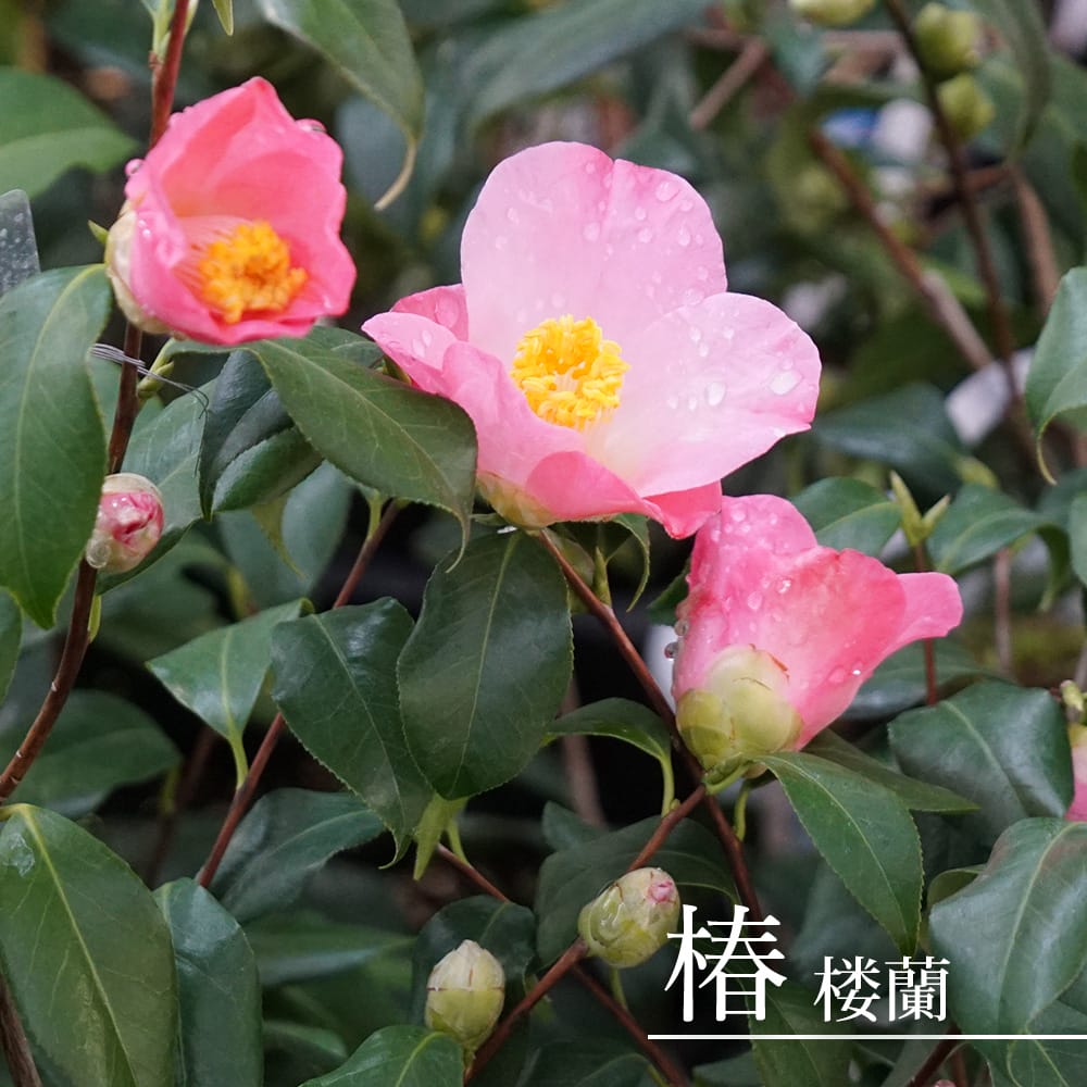 椿 苗 楼蘭 接木 白鉢植え 開花 12〜3月 : 苗木部 花ひろばオンライン