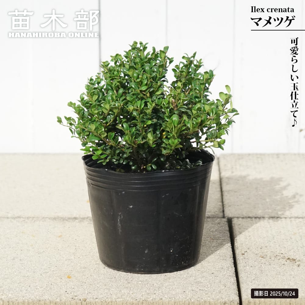 マメツゲ 玉仕立て 6号ポット苗 : 苗木部 花ひろばオンライン - 通販