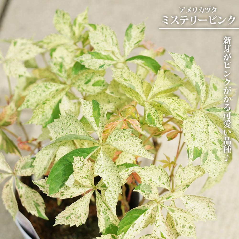 爆アレ❗️可愛いピンク♡超綺麗マダガスカル産パイナップルピンククラスターA1474 アメリカツタ 斑入り ミステリーピンク 3.5号 鉢植え 爆買いweek