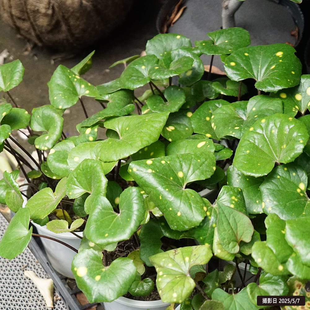 ツワブキ 5号鉢植え 爆買いweek : 苗木部 花ひろばオンライン - 通販