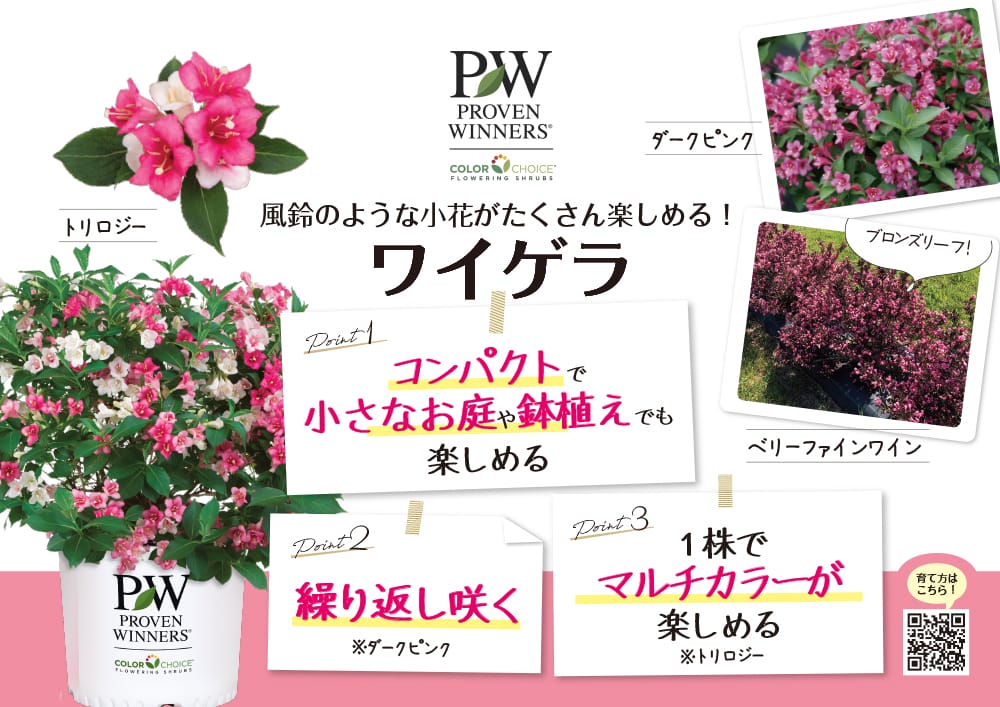 ワイゲラ ダークピンク 3.5号ポット苗（PW) 出願予定品種 爆買いweek
