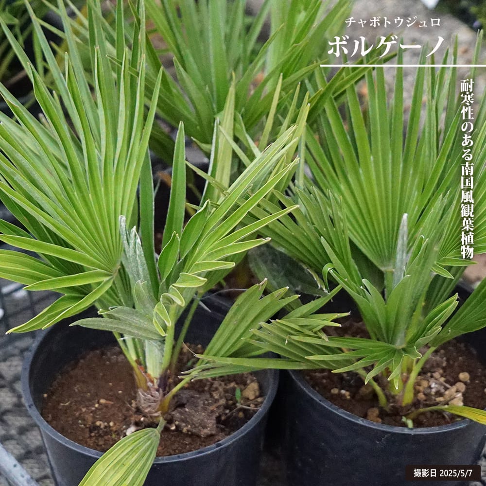 ヤシの木 チャメロプス ボルゲーノ 7号黒鉢植え 爆買いweek : 苗木部