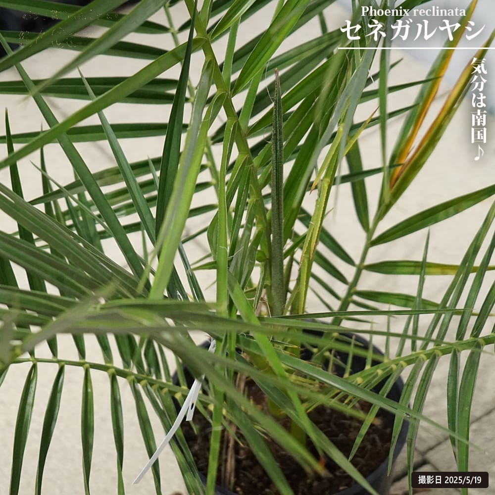 ヤシの木 セネガルヤシ 6号鉢植え 爆買いweek : 苗木部 花ひろば