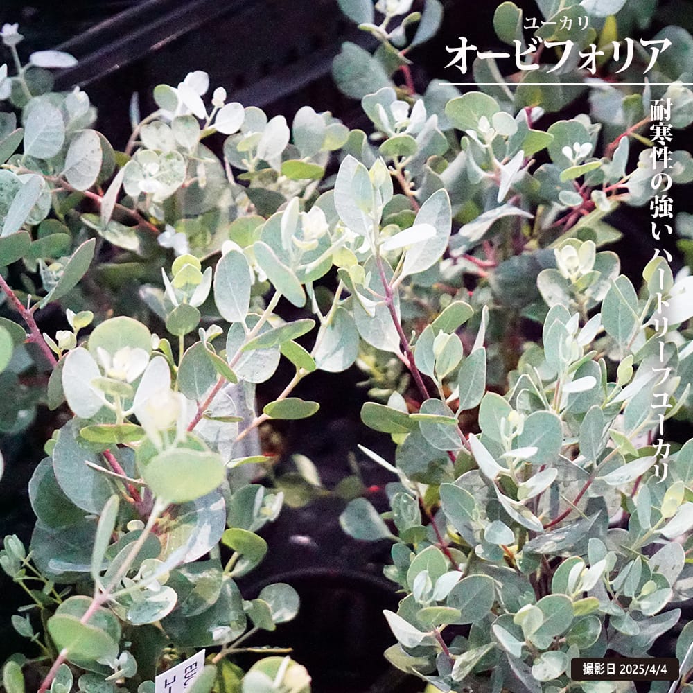 ユーカリの木 オービフォリア 3号ポット苗 : 苗木部 花ひろば ユーカリの木 オービフォリア 3号ポット苗 : 苗木部 花ひろば