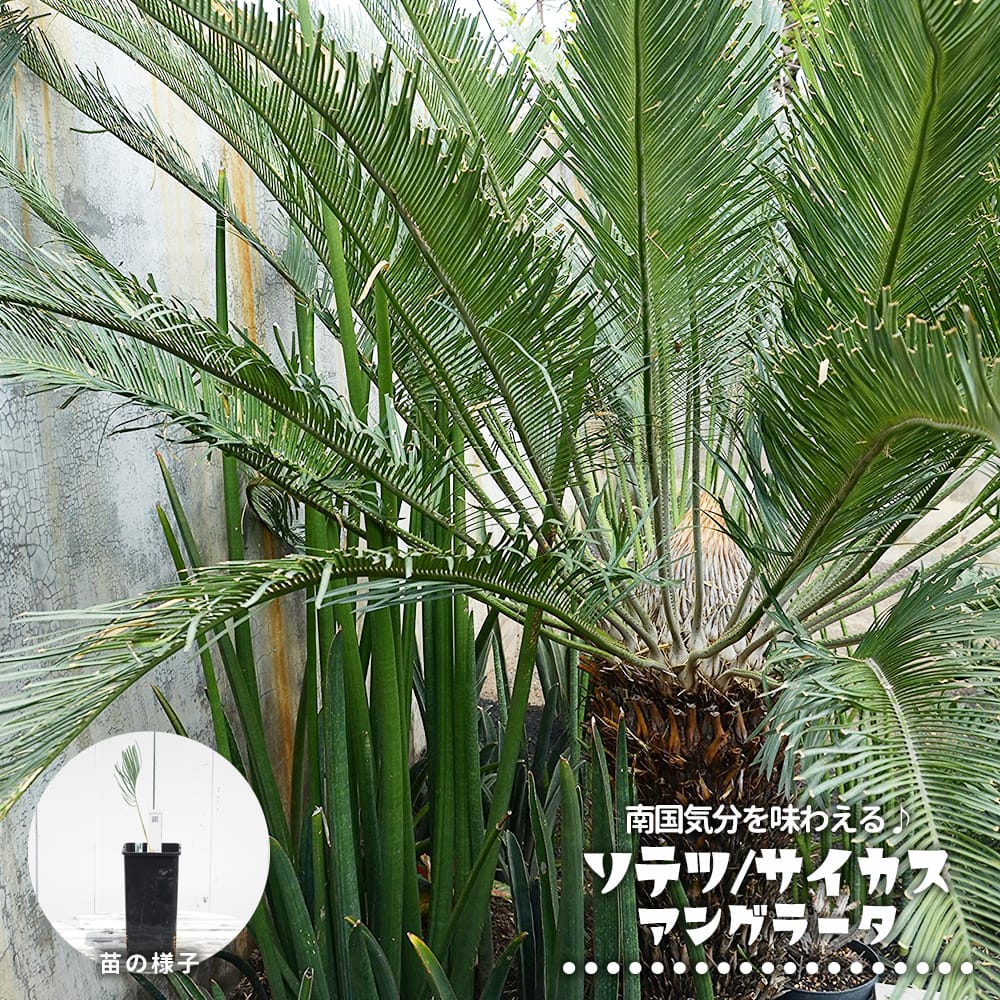 コッツシアーナ　実生　コレクション株　鉢のまま発送　サイカス　ソテツ 激レア！現品お届け】サイカス カイルンシアナ（ブルーソテツ）9
