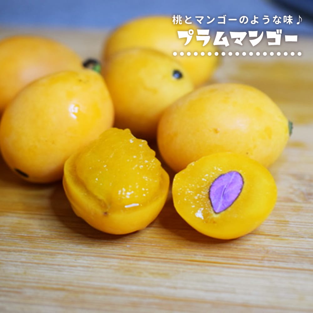 タイムサービス38ヤマシタマンゴー　耐寒性フルーツ プラムマンゴー 3号ポット苗 爆買いweek : 苗木部 花ひろばオンライン