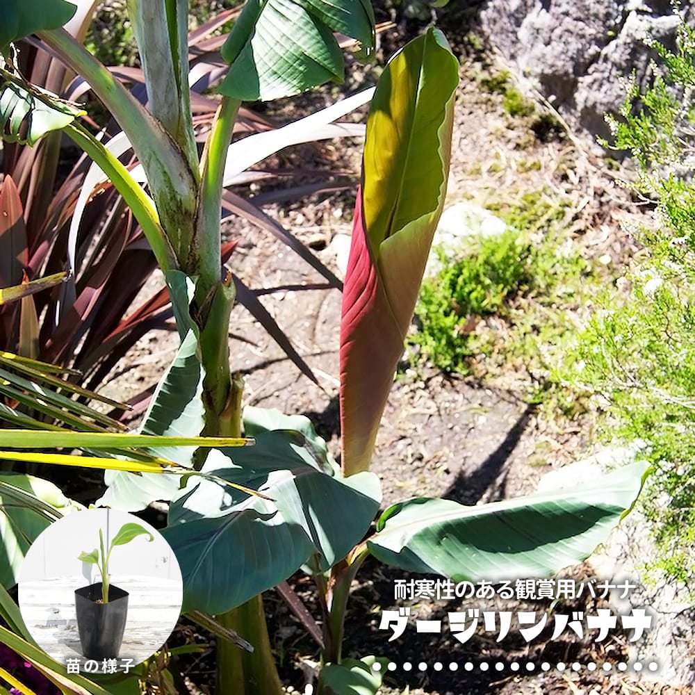 ダージリンバナナ 実生 3号ポット苗 : 苗木部 花ひろばオンライン
