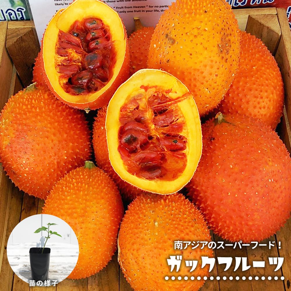 haco 37 果物 フルーツ盛り合わせ用】あずま箱 内寸：360×275 大（80枚入） 旬彩 果物