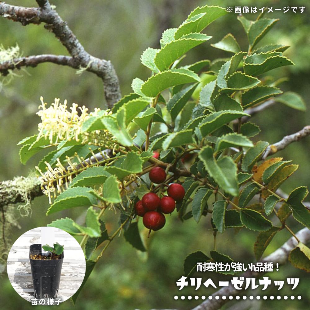ヘーゼルナッツ チリ 3号ポット苗 実生 : 苗木部 花ひろばオンライン