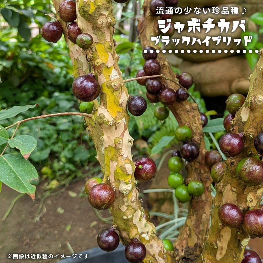 ジャボチカバ ブラックハイブリッド 2号ポット苗 実生 : 苗木部 花
