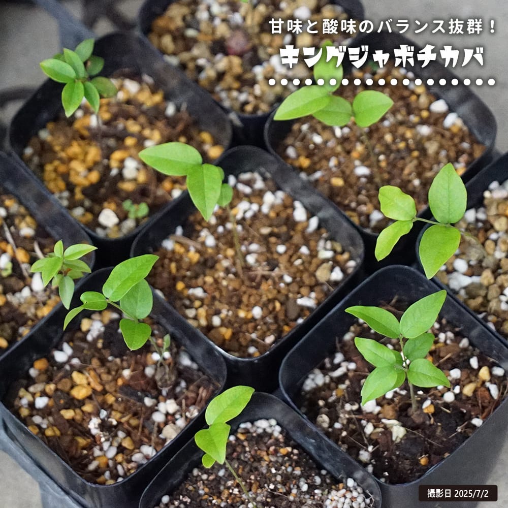 ジャボチカバ キングジャボチカバ 3号ポット苗 実生 : 苗木部 花ひろば