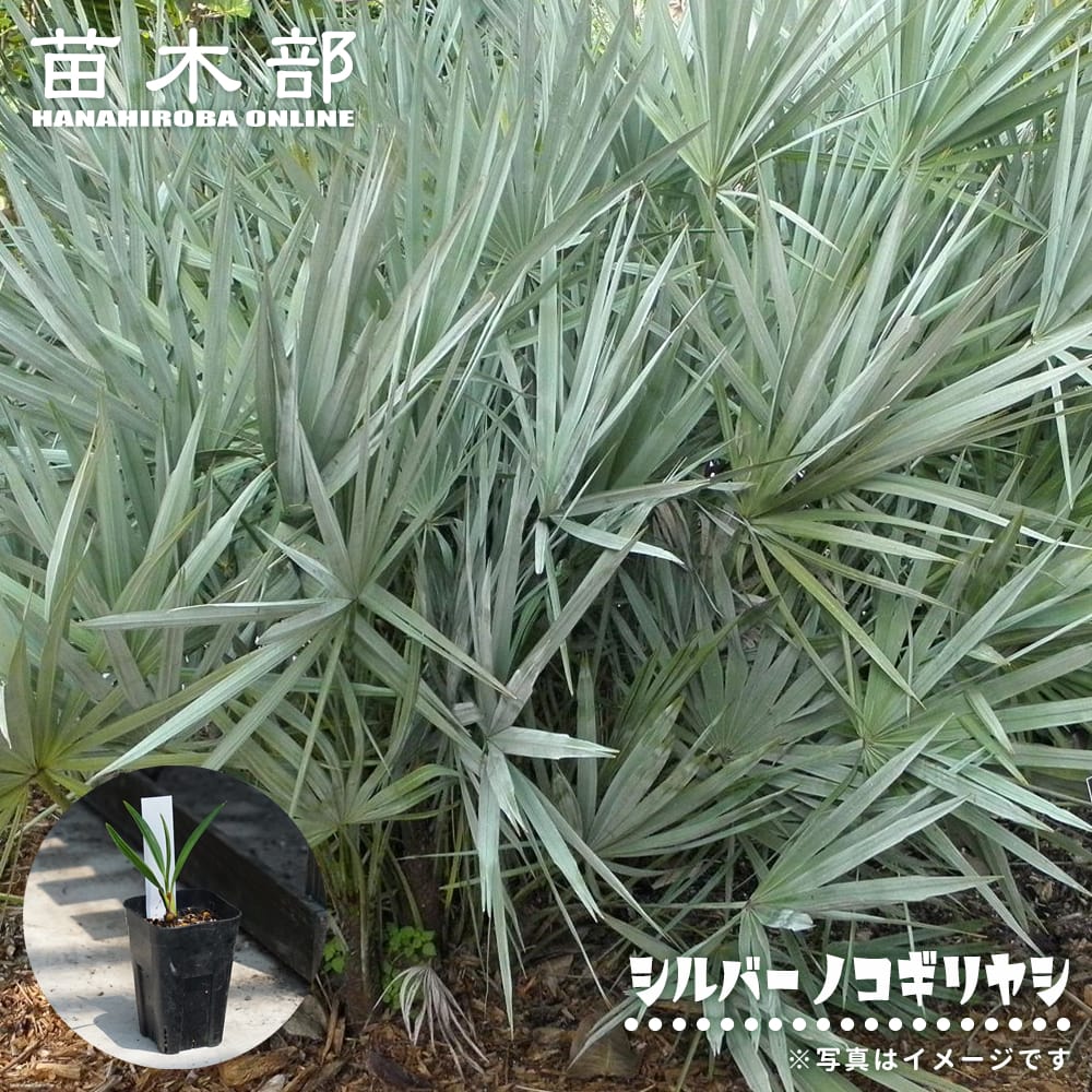 ヤシ シルバーノコギリヤシ 実生 3号ポット苗 爆買いweek : 苗木部 花