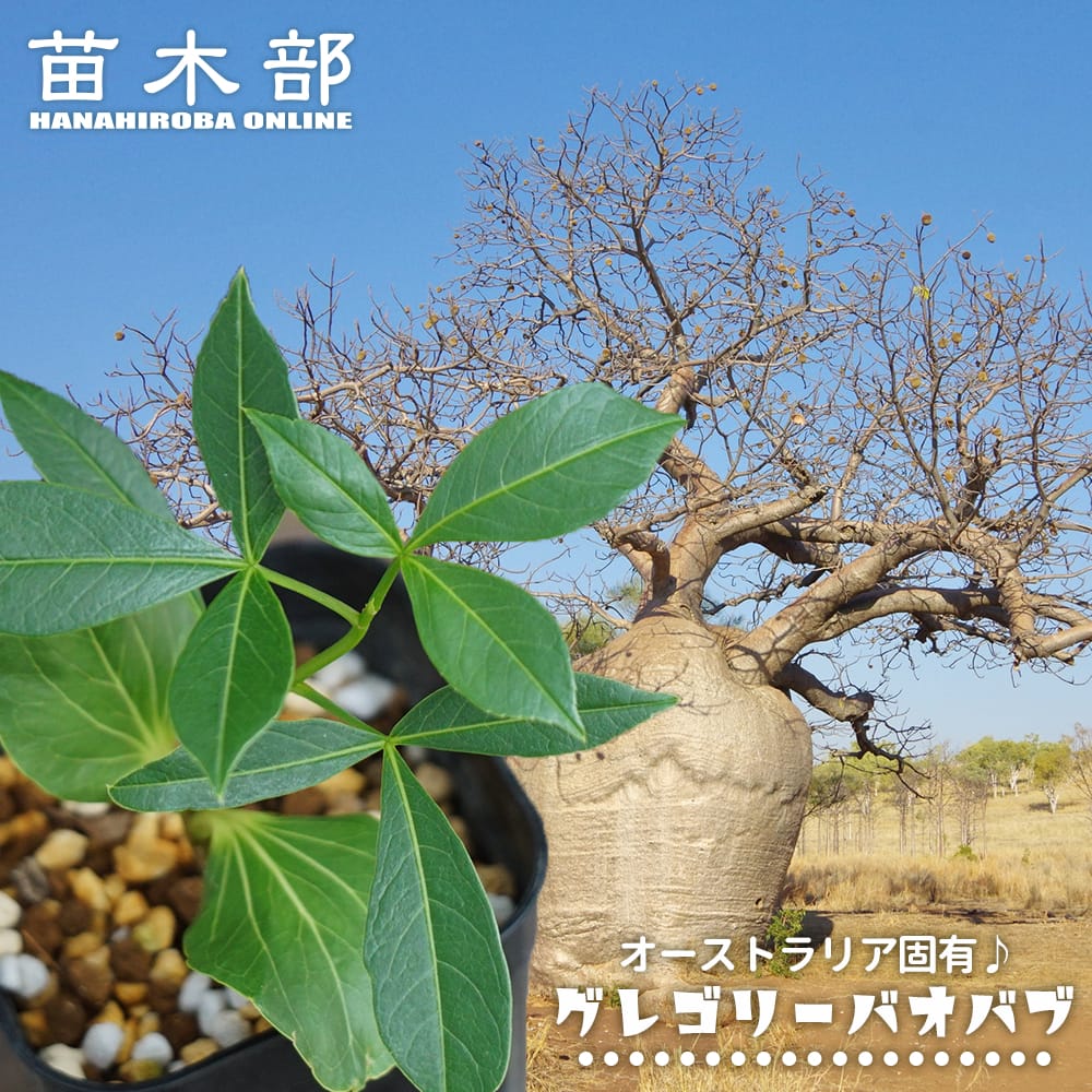 グレゴリーバオバブ 実生 3号ポット苗 : 苗木部 花ひろばオンライン