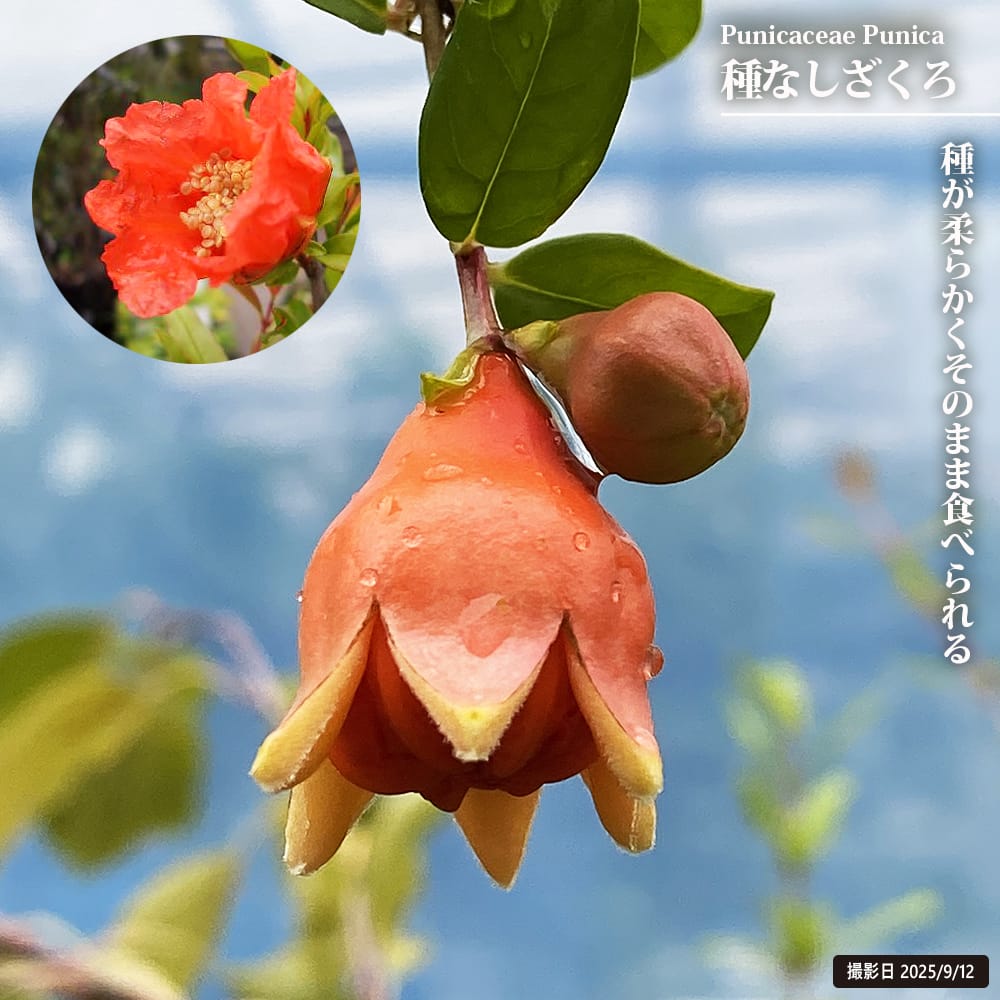 ザクロ苗 種なしざくろ シャインレッド 3年生大苗 : 苗木部 花ひろば