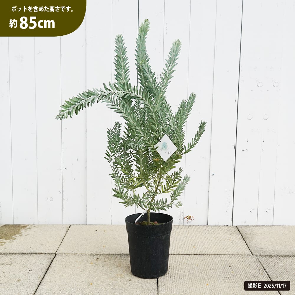 【花芽付き】アカシアブルーブッシュ 2m 幹太 2株植え 観葉植物 大型 アカシア・ブルーブッシュ L | 観葉植物の通販 AND PLANTS (アンド