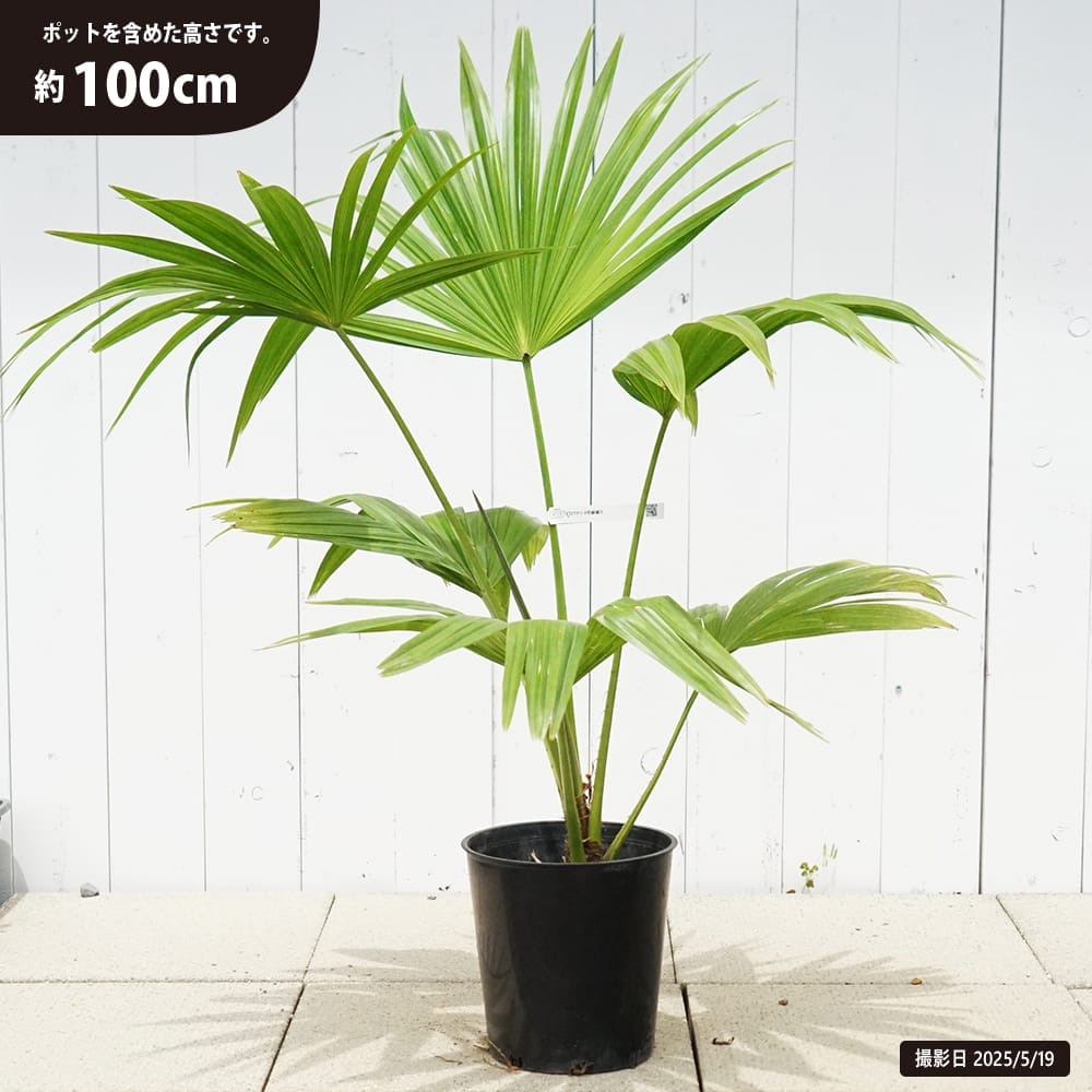 専用ビロウヤシ ヤシの木 ビロウヤシ 6号鉢植え : 苗木部 花ひろばオンライン