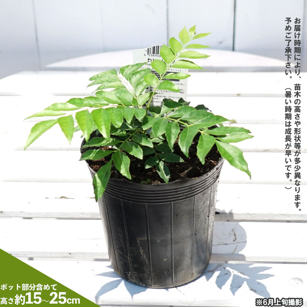 ひろひろ様　おまとめ５苗　カレーリーフ　ポットのままお送りします カレーリーフ苗 ポットのまま発送します 5 - メルカリ