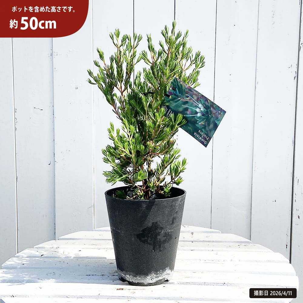 ダーウィニア プロセラ 5号鉢植え 爆買いweek : 苗木部 花ひろば
