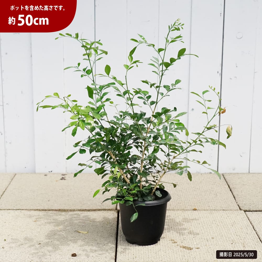 ゲッキツ オレンジジャスミン 5号鉢植え : 苗木部 花ひろばオンライン