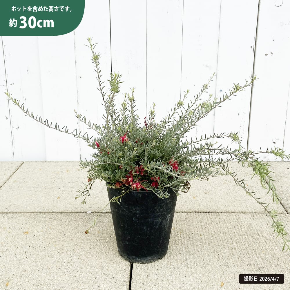 グレビレア ブラックレンジ 5号鉢植え 爆買いweek : 苗木部 花ひろば
