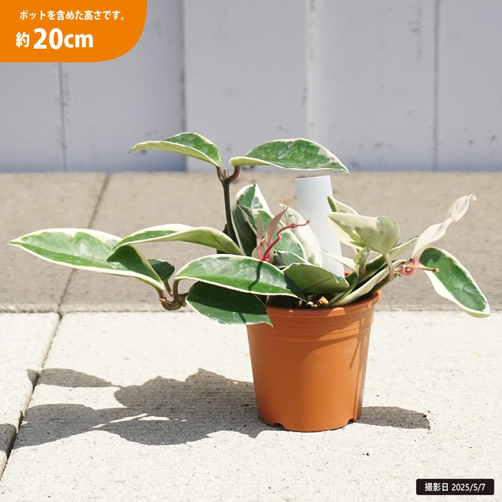 ホヤ カルノーサ 3.5号鉢植え 爆買いweek : 苗木部 花ひろばオンライン