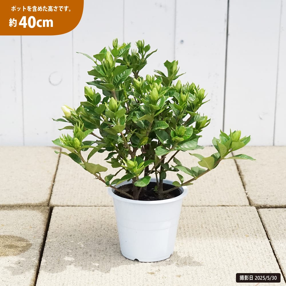 クチナシ 八重クチナシ ヌマタ 4.5号鉢植え : 苗木部 花ひろば