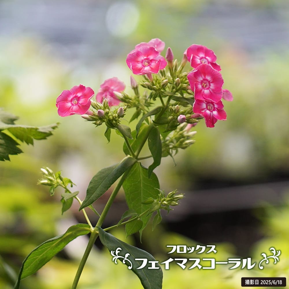 フロックス フェイマスコーラル 4号ポット苗 爆買いweek : 苗木部 花
