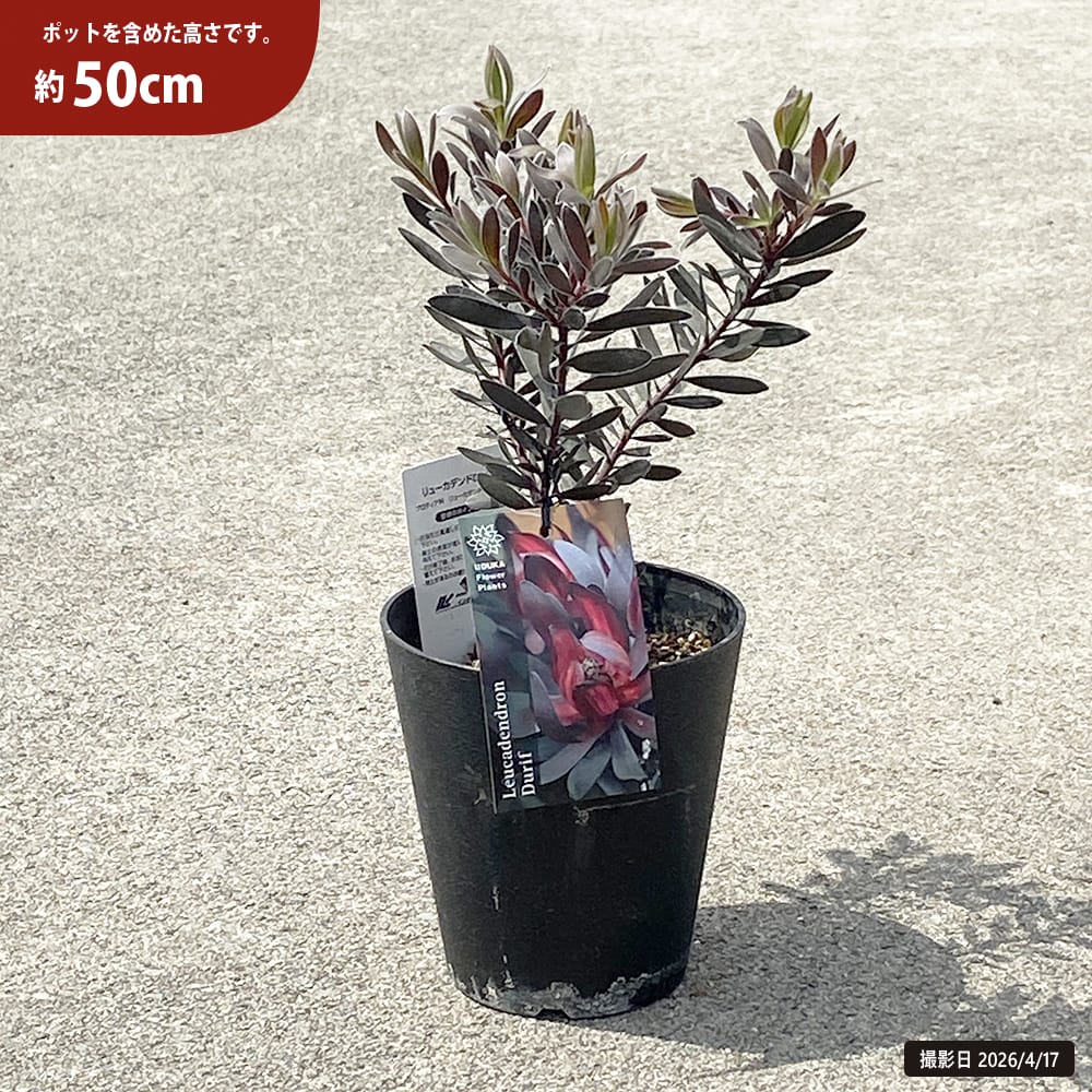 リューカデンドロン デュリフ 5号鉢植え : 苗木部 花ひろばオンライン