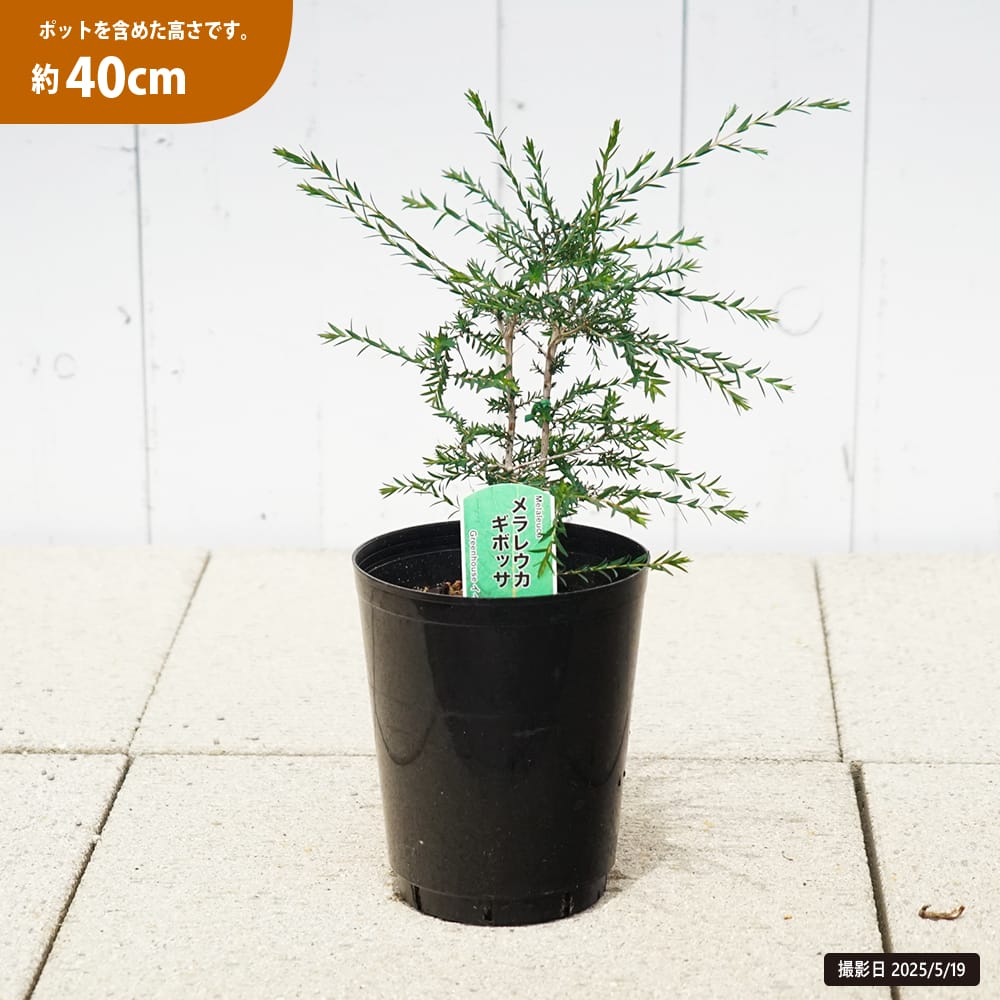 ギボッサ メラレウカ 5.5号鉢植え 爆買いweek : 苗木部 花ひろば