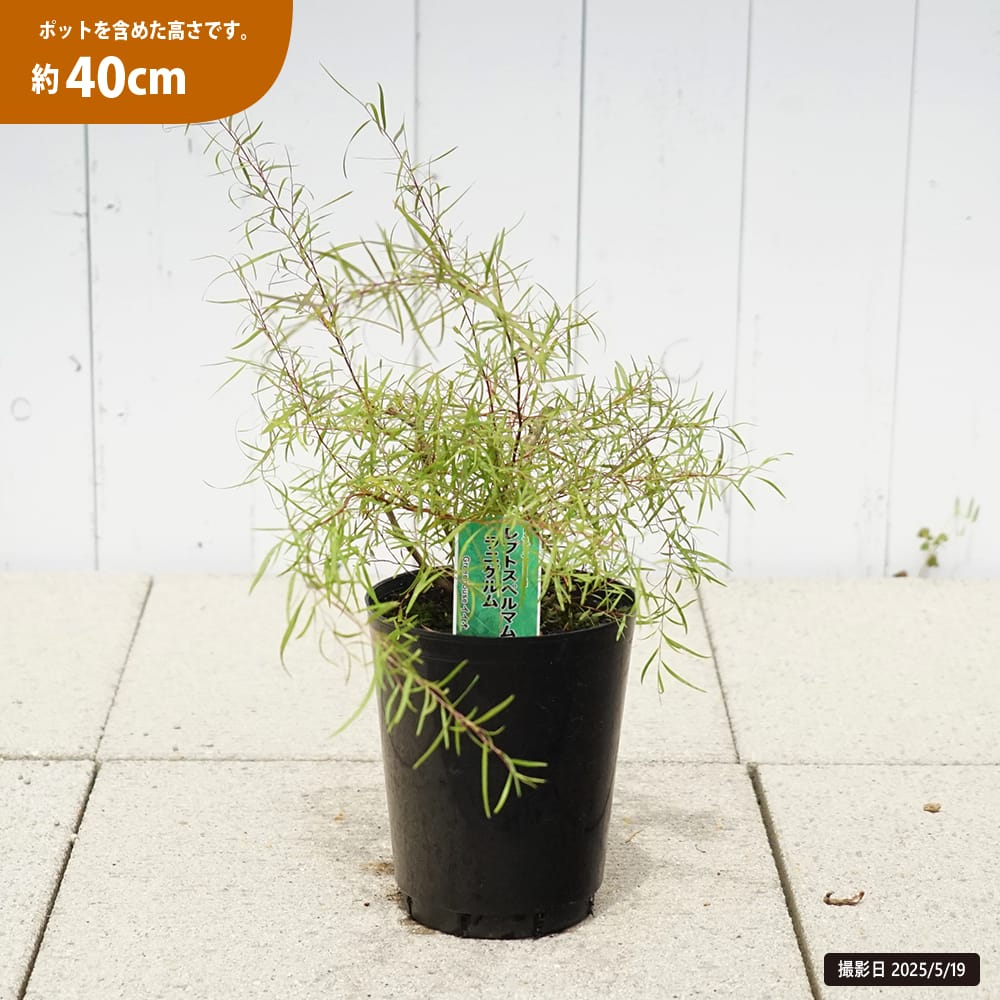 ラニゲルム レプトスペルマム 5.5号鉢植え : 苗木部 花ひろば