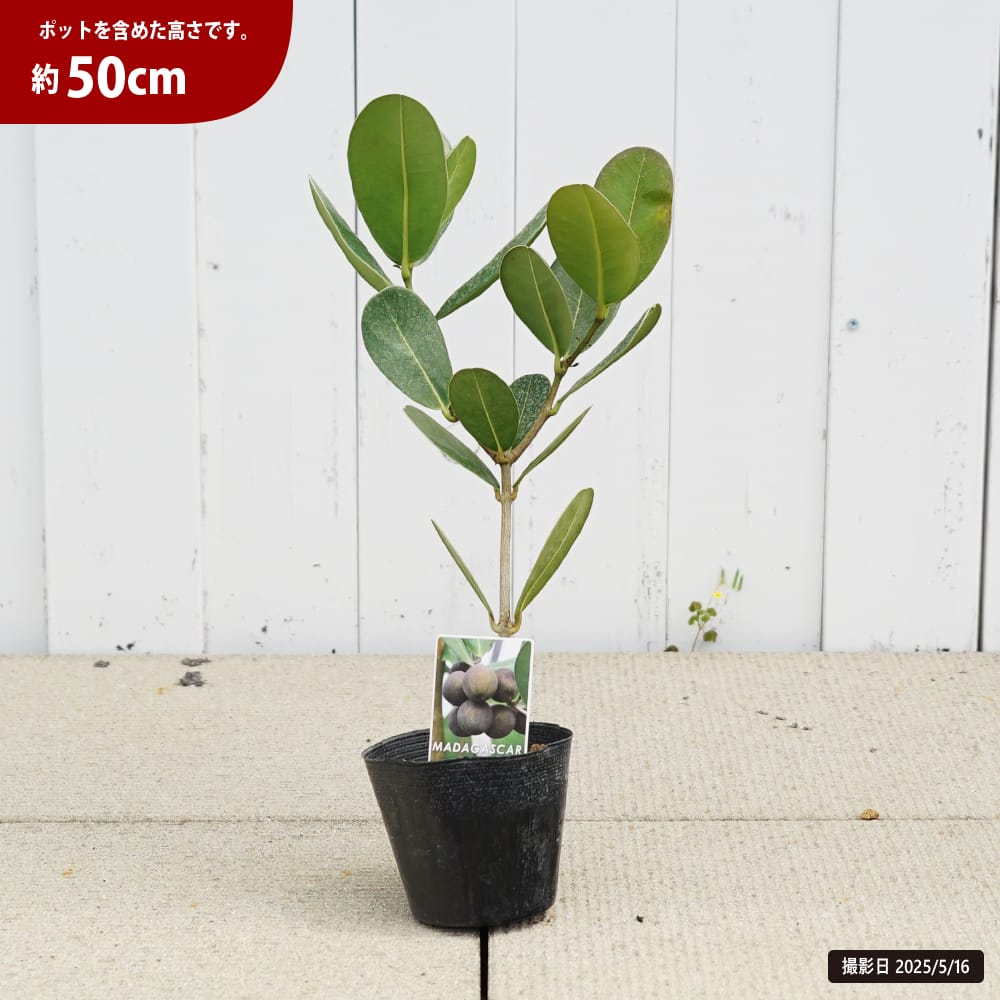 植物おじ本　7冊　　マダガスカル　パキポ 植物おじ本 1〜6巻 パキポディウム マダガスカル アガベ 塊根